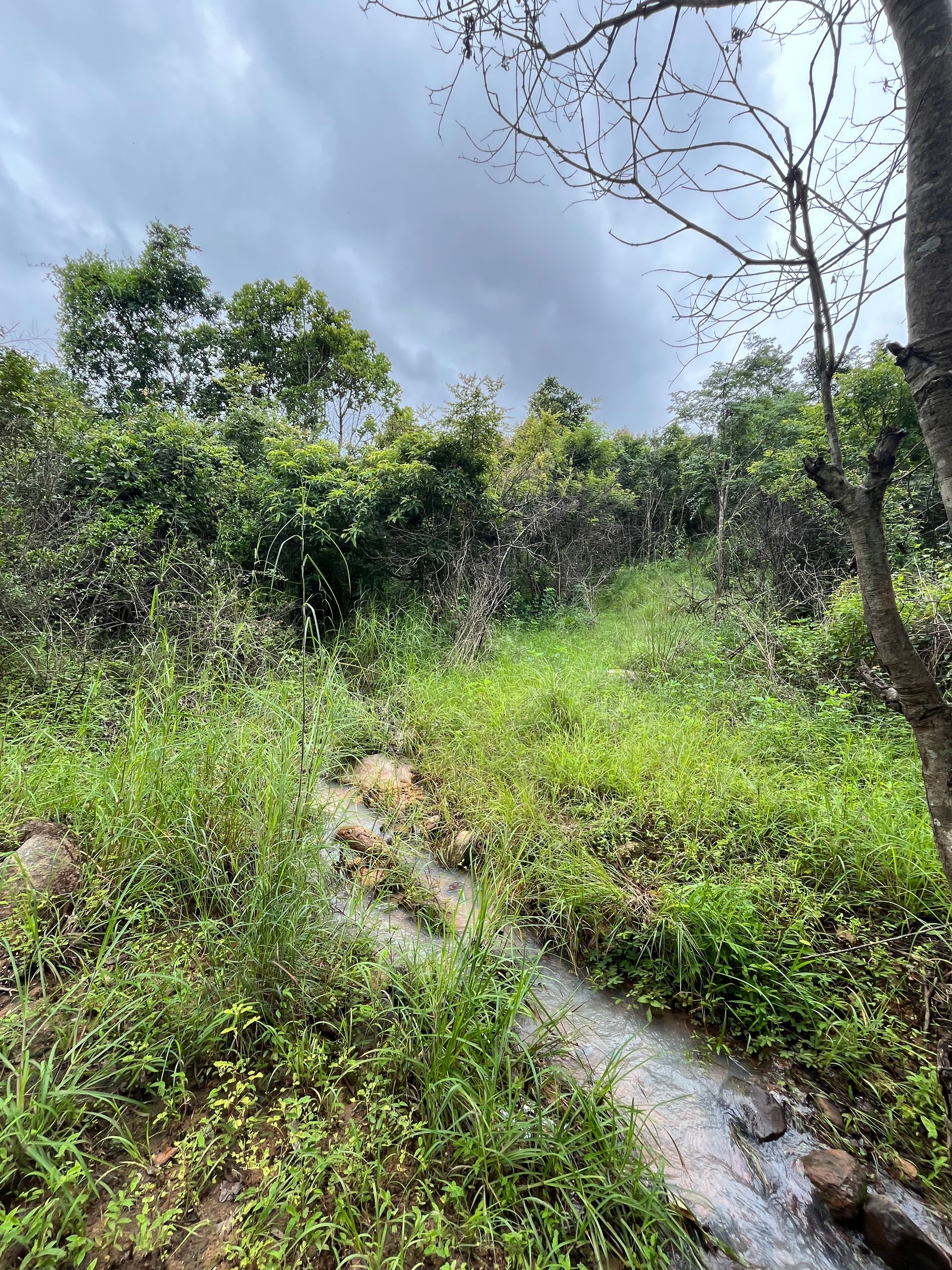 Exploratory Hike along a Hidden Forest Stream